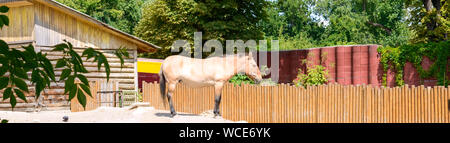 Di Przewalski Wild Horse presso lo zoo è una rara e minacciata di sottospecie di cavallo selvaggio. Un cavallo si erge nel mezzo del cortile. Banner Foto Stock