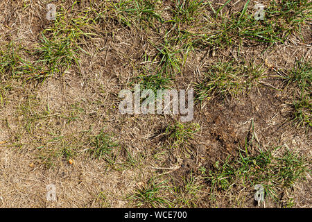 Erba asciutta a causa di calda estate in un giardino Foto Stock