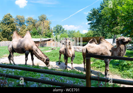 Bella divertente due-humped cammelli sono in piedi nel cortile del giardino zoologico. Vista laterale di una famiglia di cammelli Foto Stock