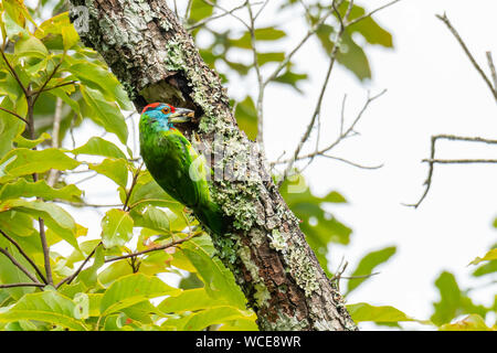 Barbet Blue-Throated cesello fuori un foro per costruire il suo nido Foto Stock