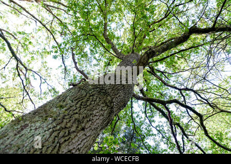 Guardando verso l'alto e alberi e foglie in una foresta europea. Bellissimo bosco naturale ambiente. I Cotswolds, Oxfordshire, Regno Unito. Foto Stock