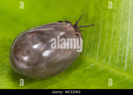 La parte inferiore di un congestioni Cervo femmina tick dettaglio. Ixodes ricinus. Bloated acaro parassita con grigio-marrone corpo pieno di sangue sulla foglia verde dello sfondo. Foto Stock