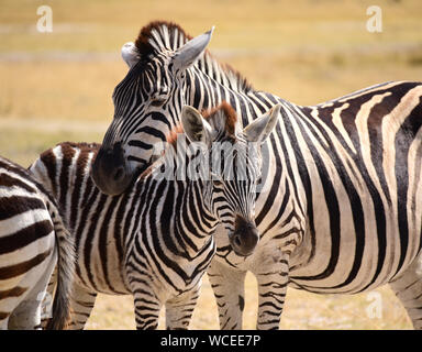 Close up Burchell's Zebra con puledro sui pascoli. Moremi Game Reserve, Okavango Delta, Botswana Foto Stock