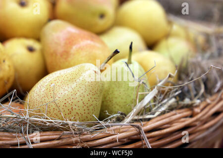 Pere mature su paglia in un cesto in vimini decorato con foglie di autunno. Harvest vacanza festosa, decorazioni, mercato di fattoria Foto Stock