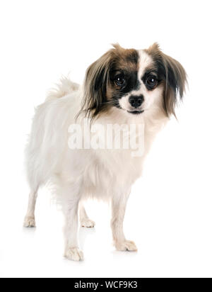 Phalene papillon cane davanti a uno sfondo bianco Foto Stock