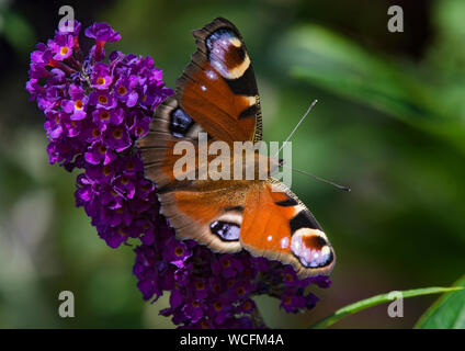Unione peacock, Aglais io, farfalla sulla Buddleia, Lancashire, Regno Unito Foto Stock