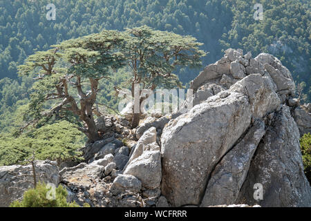 Albero di cedro sulla roccia in Turchia Antalya Foto Stock