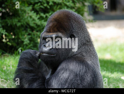 Gorilla Foto Stock