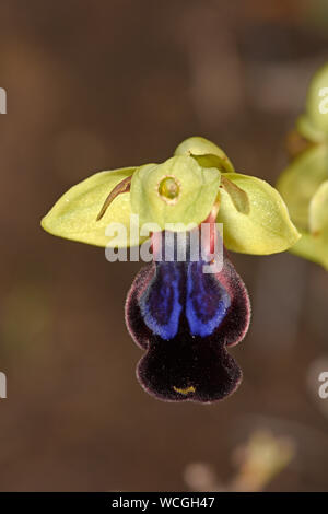 Rainbow Bee Orchid (Ophrys iricolor) close-up di fiore singolo, Rodi, Grecia, Aprile Foto Stock