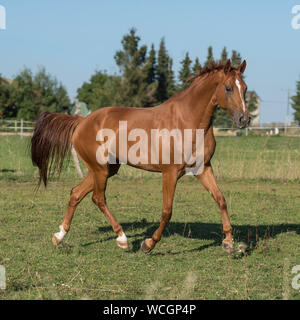Cavallo trotto in campo Foto Stock
