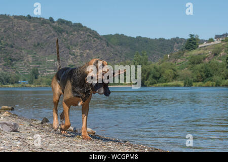 Bloodhound cane con bastoncino in bocca Foto Stock