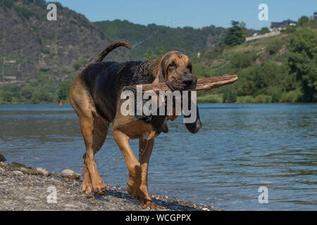 Bloodhound cane con bastoncino in bocca Foto Stock