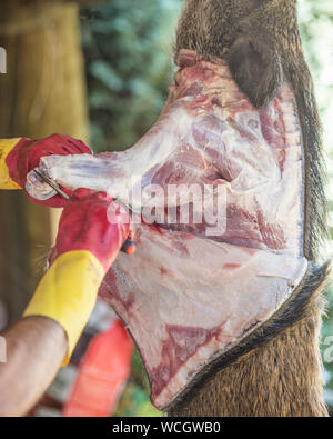 La scuoiatura un cinghiale Foto Stock