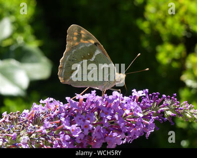 Il Cardinale FRITILLARY Argynnis pandora alimentazione maschio su Budelia in Portogallo. Foto: Tony Gale Foto Stock