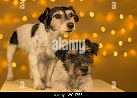 Due piccoli Jack Russell Terrier i cani sono seduta obbediente di fronte sfocata sullo sfondo di Natale. Foto Stock