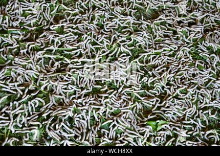 Splendida Cina - bachi da seta essendo alimentato, Foto Stock