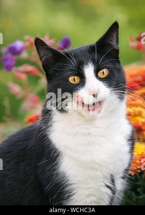 Cute cat, tuxedo pattern in bianco e nero bicolor, European Shorthair, lecca e puzza le sue labbra con la bocca aperta dopo aver mangiato, ritratto in un giardino Foto Stock