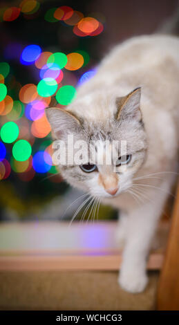 Bianchi e soffici gatto con gli occhi blu sullo sfondo di luci colorate Foto Stock