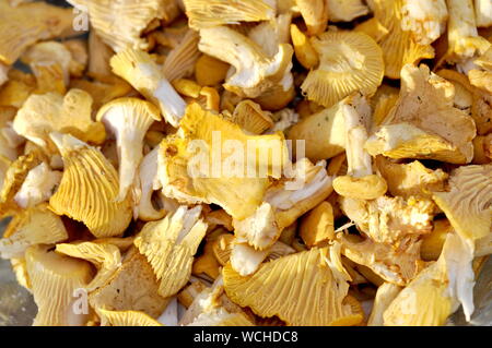 Appena raccolto i finferli Foto Stock