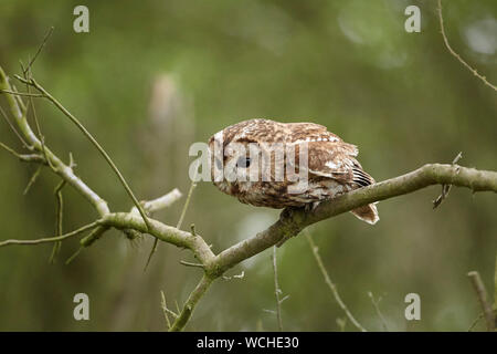 Allocco Strix aluco in un bosco, East Yorkshire, Regno Unito Foto Stock