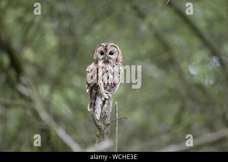 Allocco Strix aluco in un bosco, East Yorkshire, Regno Unito Foto Stock