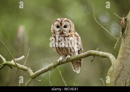 Allocco Strix aluco in un bosco, East Yorkshire, Regno Unito Foto Stock