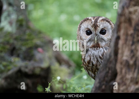 Allocco Strix aluco in un bosco, East Yorkshire, Regno Unito Foto Stock