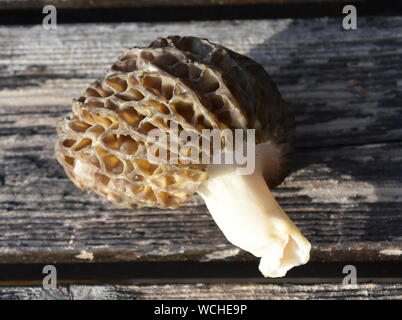 Il fungo vero morel Morchella esculenta su un tavolo Foto Stock