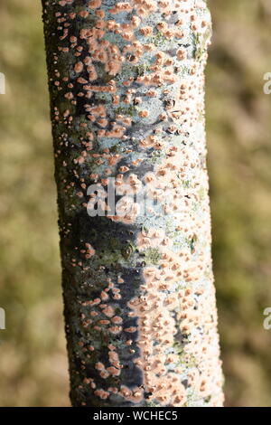 Spot di corallo fungo Nectria cinnabarina cresce su un pezzo di legno morto Foto Stock