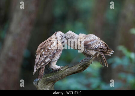 Allocco Strix aluco alimentazione chick owlet su un ramo Foto Stock