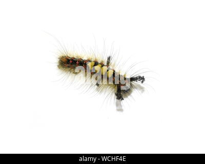 Il Rusty tussock moth caterpillar Orgyia antiqua isolato su bianco Foto Stock