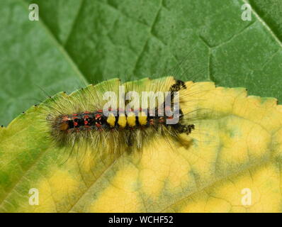 Il Rusty tussock moth caterpillar Orgyia antiqua sul fogliame Foto Stock