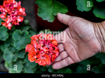 (190828) -- KASHGAR, Agosto 28, 2019 (Xinhua) -- Salima Sultan controlla la crescita di fiori a casa nel villaggio di Qianjin a Kashgar, a nord-ovest della Cina di Xinjiang Uygur Regione autonoma, Agosto 18, 2019. Abitazioni circondato da fragranti sbocciano i fiori a profusione e ben disposte le case e i vicoli di un aspetto più ordinato, varie rivestimento alberi lungo le strade dove i bambini si divertono, la scena pastorale può essere visto ovunque nel villaggio di Qianjin. La bellezza idilliaca nel villaggio di Qianjin deriva dalla sua fiorente economia di fiori in cui Salima Sultan è un pioniere. Salima, un 60-anno-vecchio abitante, develo Foto Stock