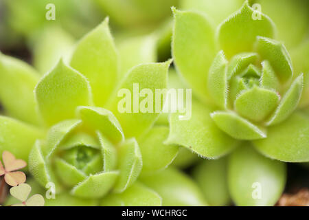 Punta aguzza agave foglie di pianta - Immagine Foto Stock