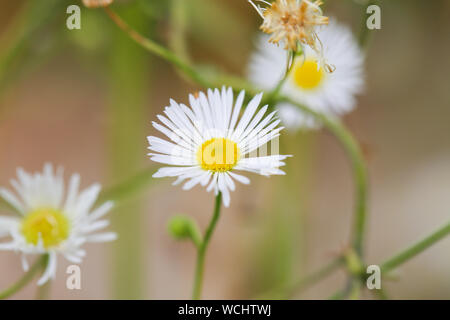 Fiore bianco erba tossica. Nomi comuni: Jacobaea vulgaris, Senecio jacobaea, Tansy erba tossica, Benweed, St. James-wort, l ambrosia, bambinaia puzzolente, velenosi Foto Stock