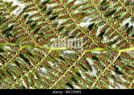 Primo piano sul retro di una foglia di felce con spora Foto Stock