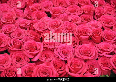 Grande mazzo di rose rosa Foto Stock