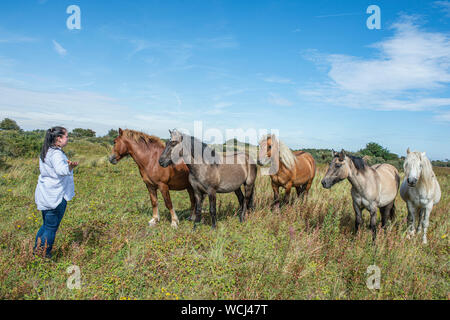 Punto di Gibilterra, Skegness, Lincolnshire, Regno Unito. Il 28 agosto 2019. Grazia Troup conduce i suoi Highland pony di nome gallo cedrone, Spitfire, talismano, Wotsit e basilico che vivono sulla Lincolnshire Wildlife Trust costiera del punto di Gibilterra Riserva Naturale Nazionale dove esse aiutano l'habitat di molte specie in tutta la riserva con la conservazione di pascolo. Credito: Matt arto OBE/Alamy Live News Foto Stock