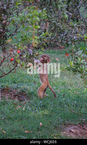 Scimmia Rhesus alimentazione su bacche nei giardini della tomba di Itimad-ud-Daulah in Agra, Uttar Pradesh, India, Asia centrale Foto Stock