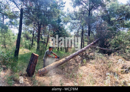 Salonicco, Grecia - 26 Giugno 2019: lavori Lumberjack wirh chainsaw nella foresta di conifere per lo sfruttamento industriale in suburbano fo Foto Stock