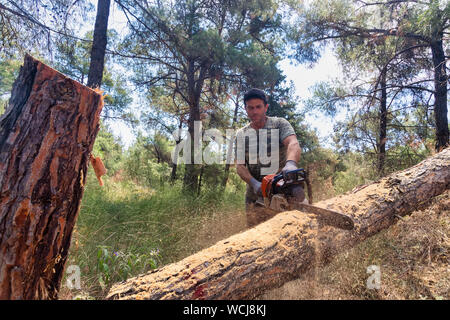 Salonicco, Grecia - 26 Giugno 2019: lavori Lumberjack wirh chainsaw nella foresta di conifere per lo sfruttamento industriale in suburbano fo Foto Stock