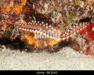 Barbuto Fireworm (Hermodice carunculata). Los Roques, Venezuela Foto Stock