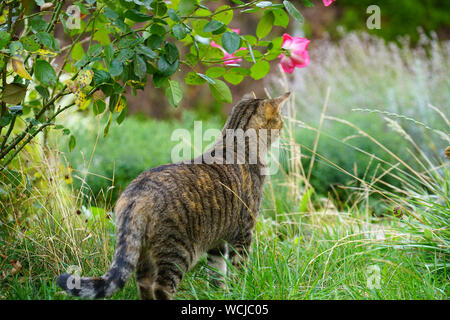 Gatto grigio si siede nell'erba alta ed attende la preda o che cosa è in arrivo Foto Stock