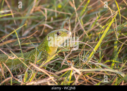 Close up di un Balkan ramarro (Lacerta trilineata) crogiolarsi sotto il sole. Foto Stock