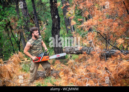 Salonicco, Grecia - 26 Giugno 2019: lavori Lumberjack wirh chainsaw nella foresta di conifere per lo sfruttamento industriale in suburbano fo Foto Stock