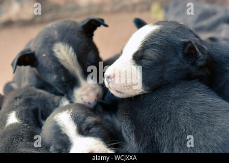 Poveri cuccioli di dormire su ogni altra. Domestico, poveri, nero, sporca. Foto Stock