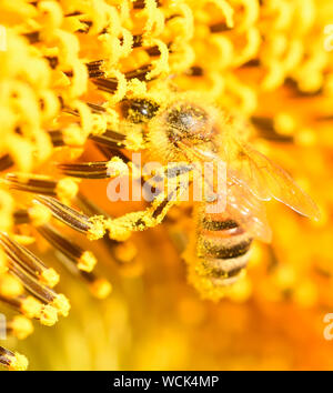 Bee coperti di polline Foto Stock