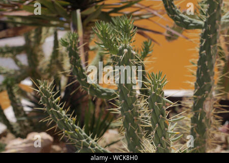 Tipo di cactus. Il Cactus che vivono in Africa, con un caldo e il clima arido. Il Cactus cresce in natura. Grandi cactus aghi sono visibili. Foto Stock