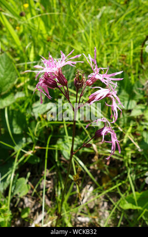 Lychnis flos-cuculi, comunemente chiamato Ragged Robin, è una pianta erbacea perenne pianta nella famiglia Caryophyllaceae, England, Regno Unito Foto Stock