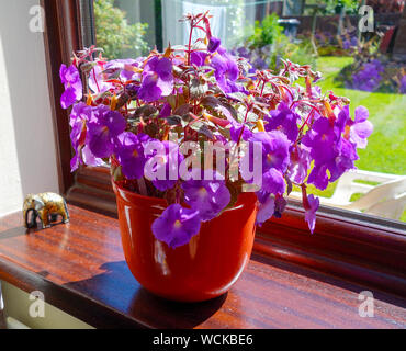 Una ciotola di Achimenes viola che cresce su un davanzale Foto Stock